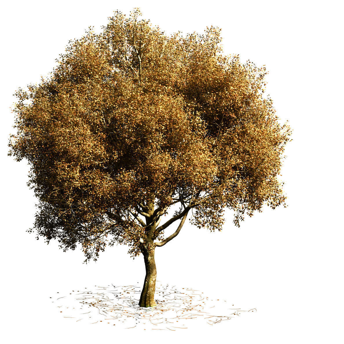 Sycamore chinar tree 3D model_7