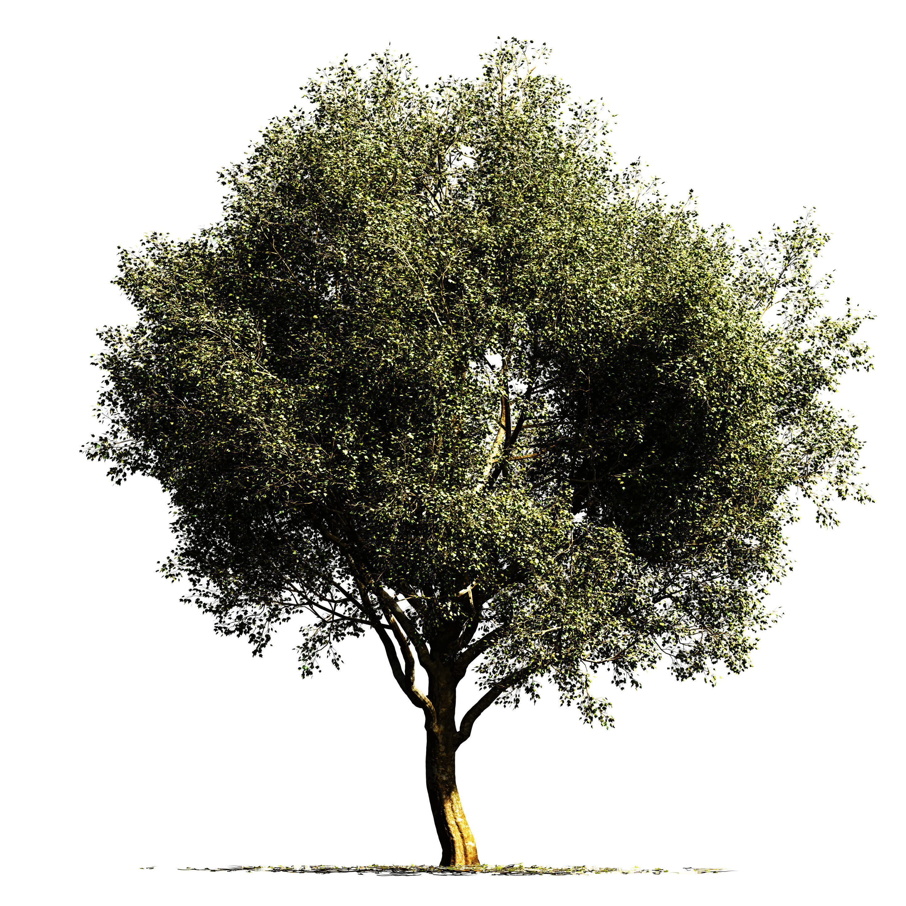 Sycamore chinar tree 3D model_2