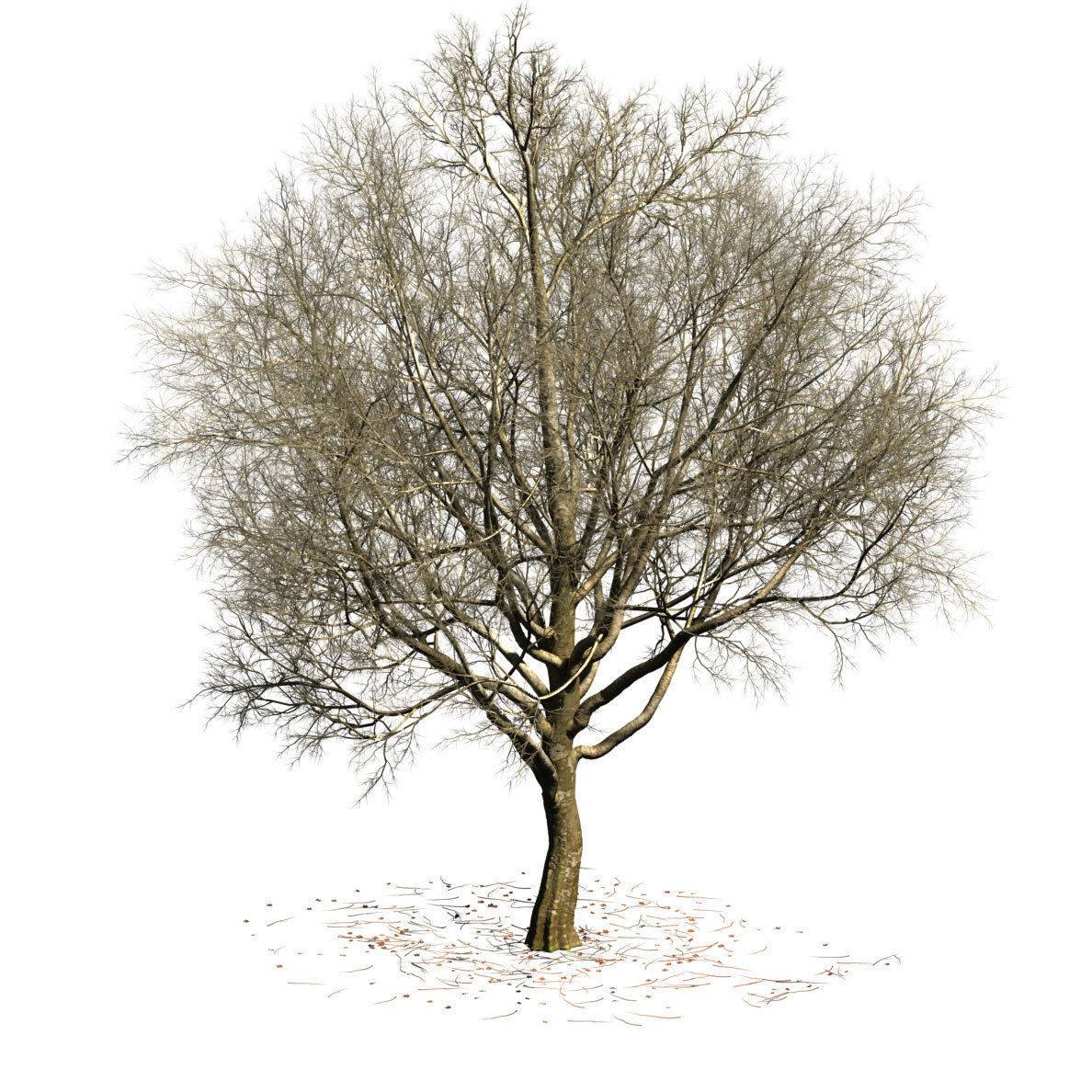 Sycamore chinar tree 3D model_8