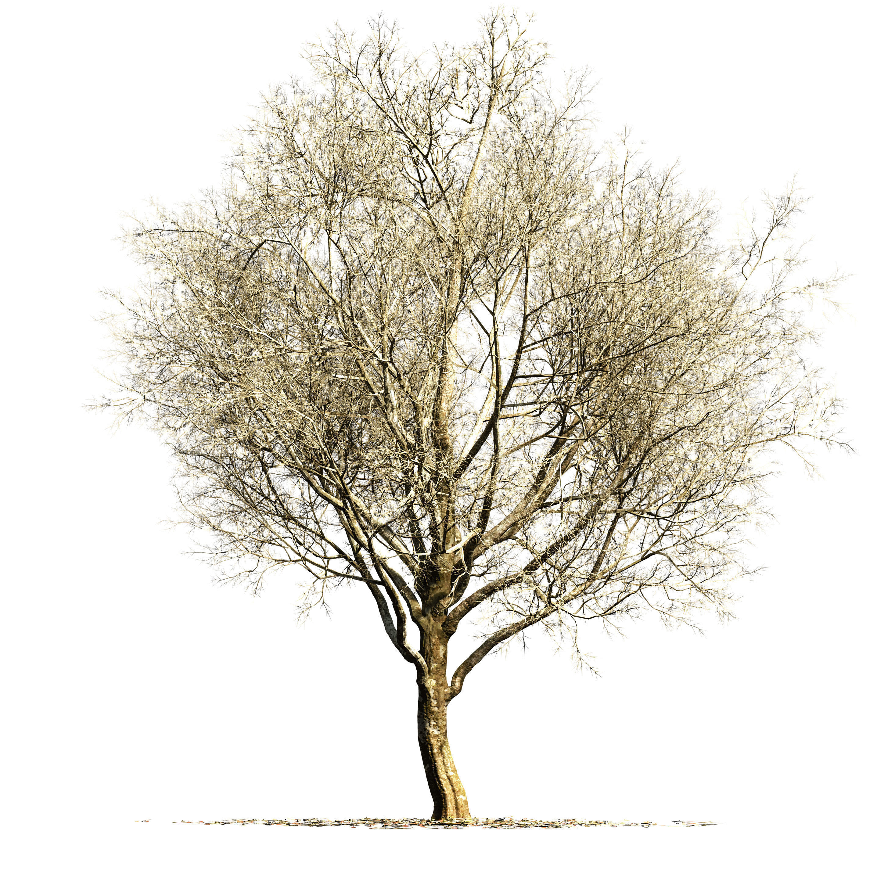 Sycamore chinar tree 3D model_4