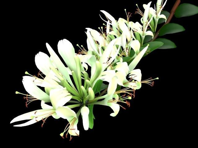 Caprifoliaceae Flower Low-poly 3D model_2