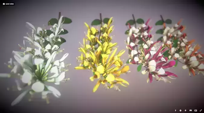 Caprifoliaceae Flower Low-poly 3D model