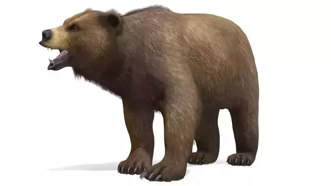 BEAR - MALE Low-poly 3D model
