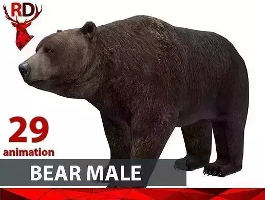 Bear Male 1