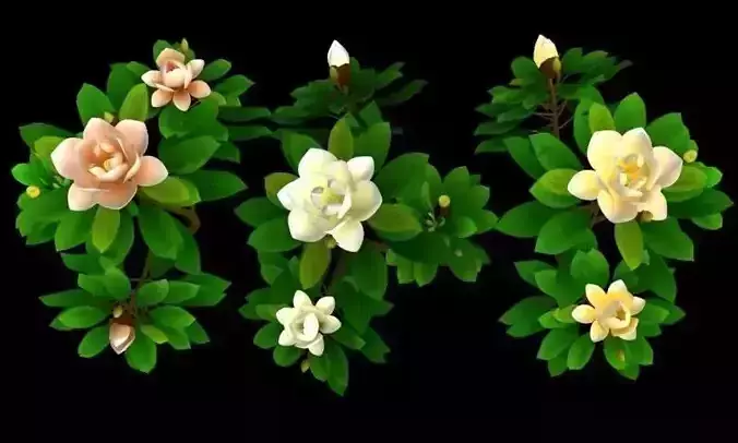 Flower Magnolia Low-poly 3D model