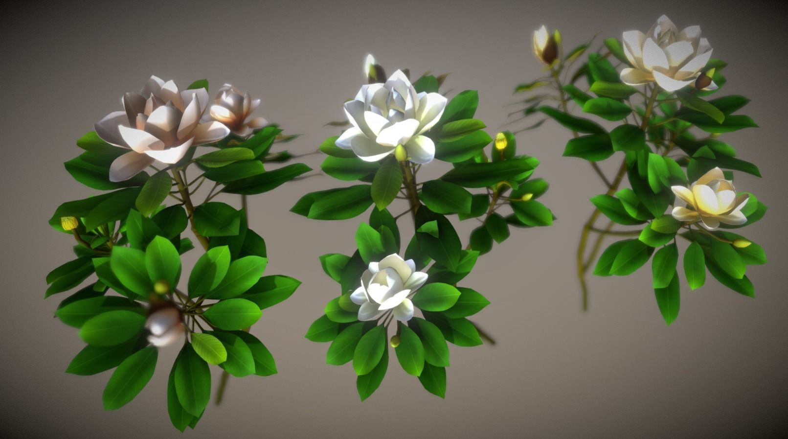 Flower Magnolia Low-poly 3D model_1
