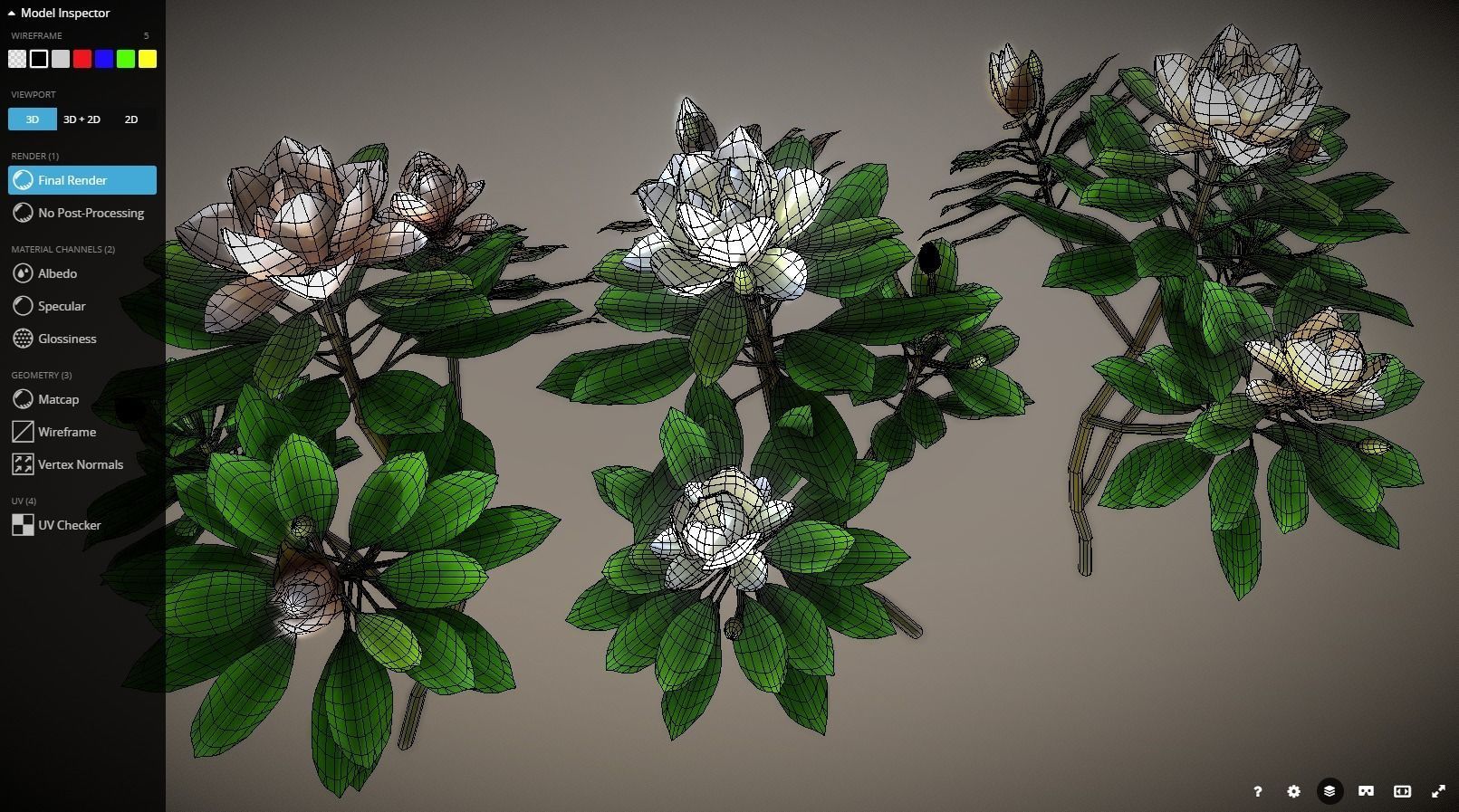 Flower Magnolia Low-poly 3D model_2