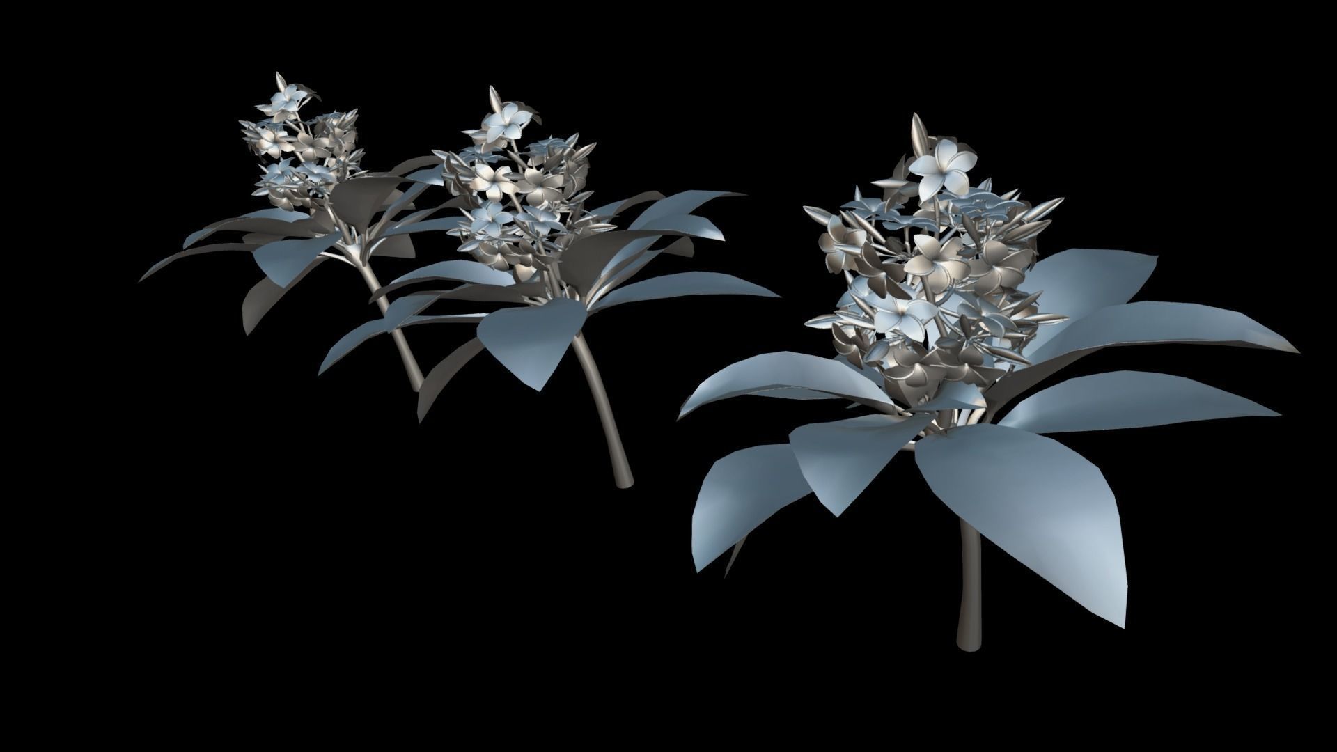 Plumeria Flower Low-poly 3D model_7