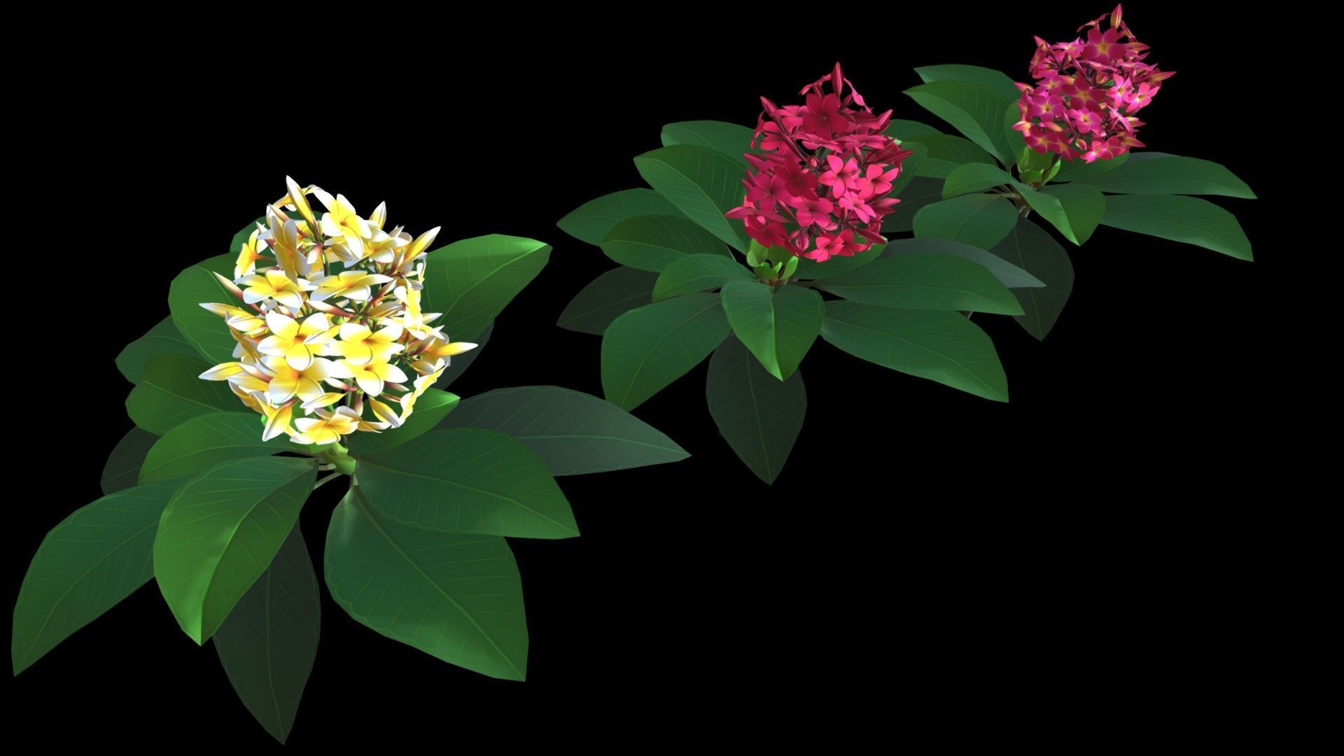 Plumeria Flower Low-poly 3D model_6