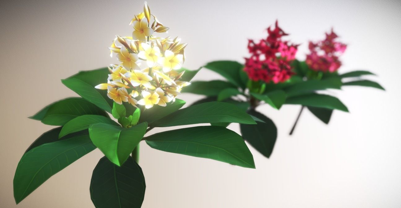 Plumeria Flower Low-poly 3D model_1