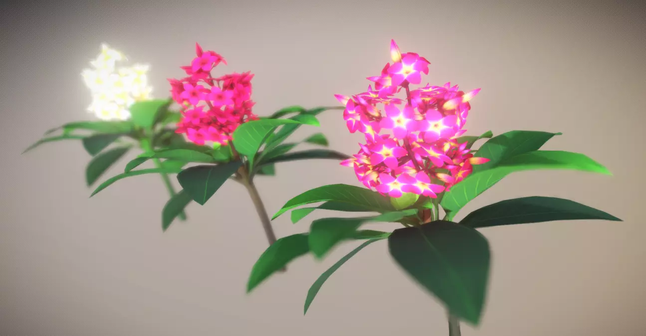 Plumeria Flower Low-poly 3D model_0