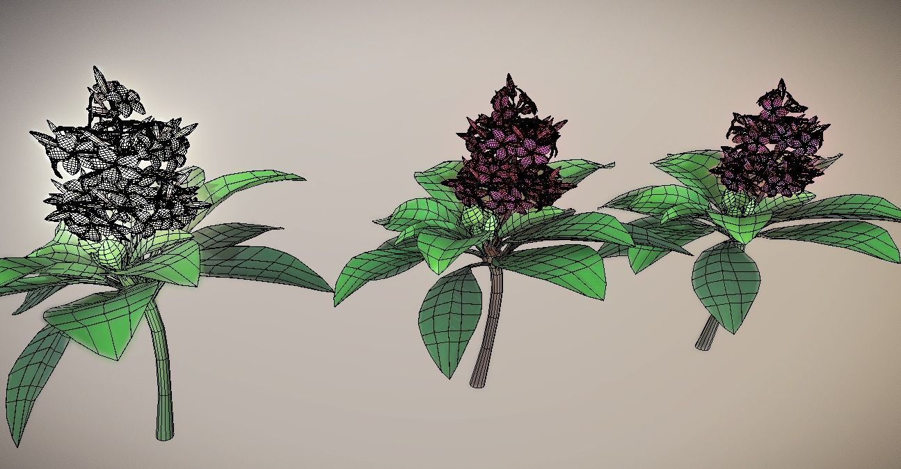 Plumeria Flower Low-poly 3D model_2