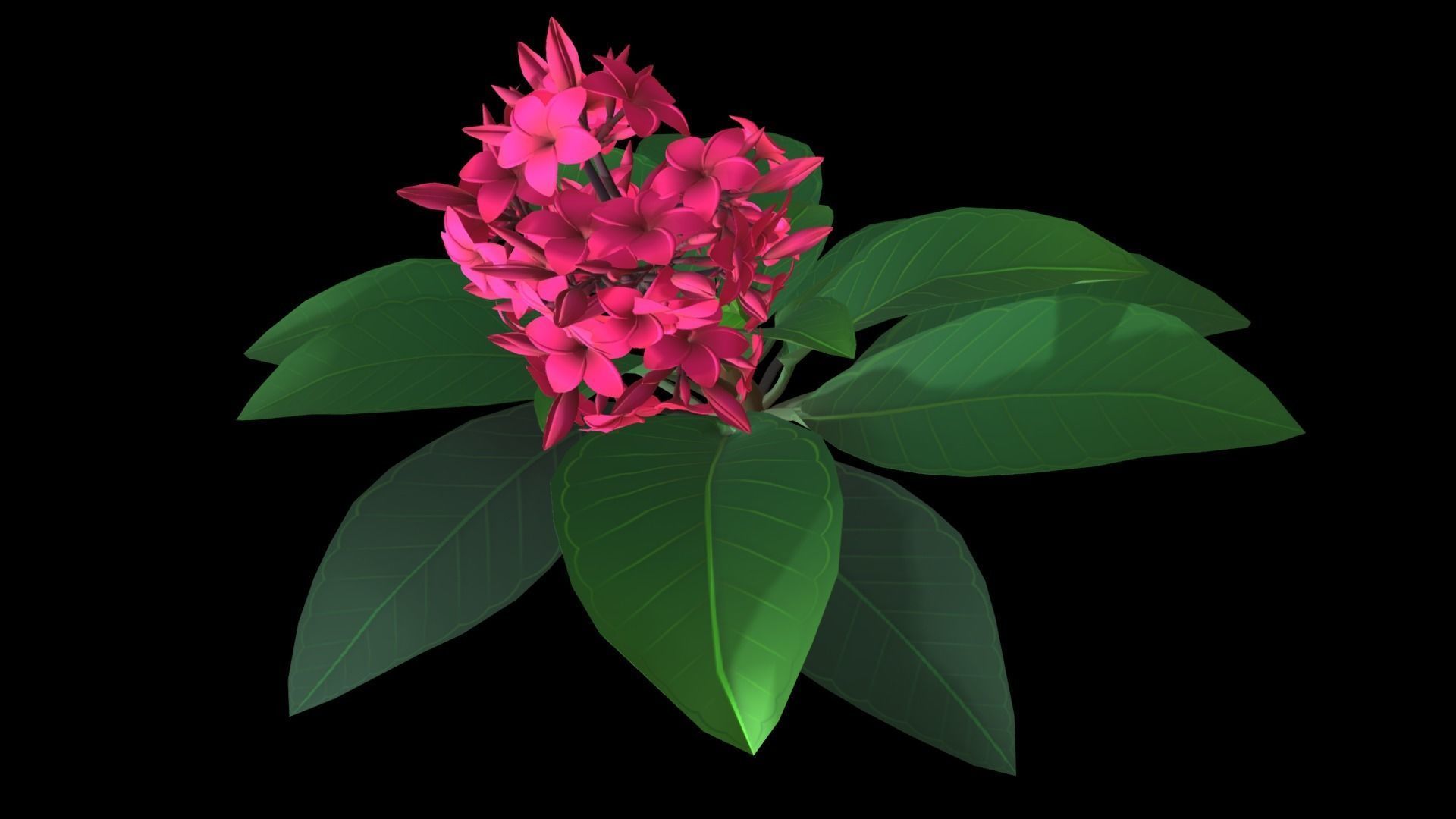 Plumeria Flower Low-poly 3D model_4