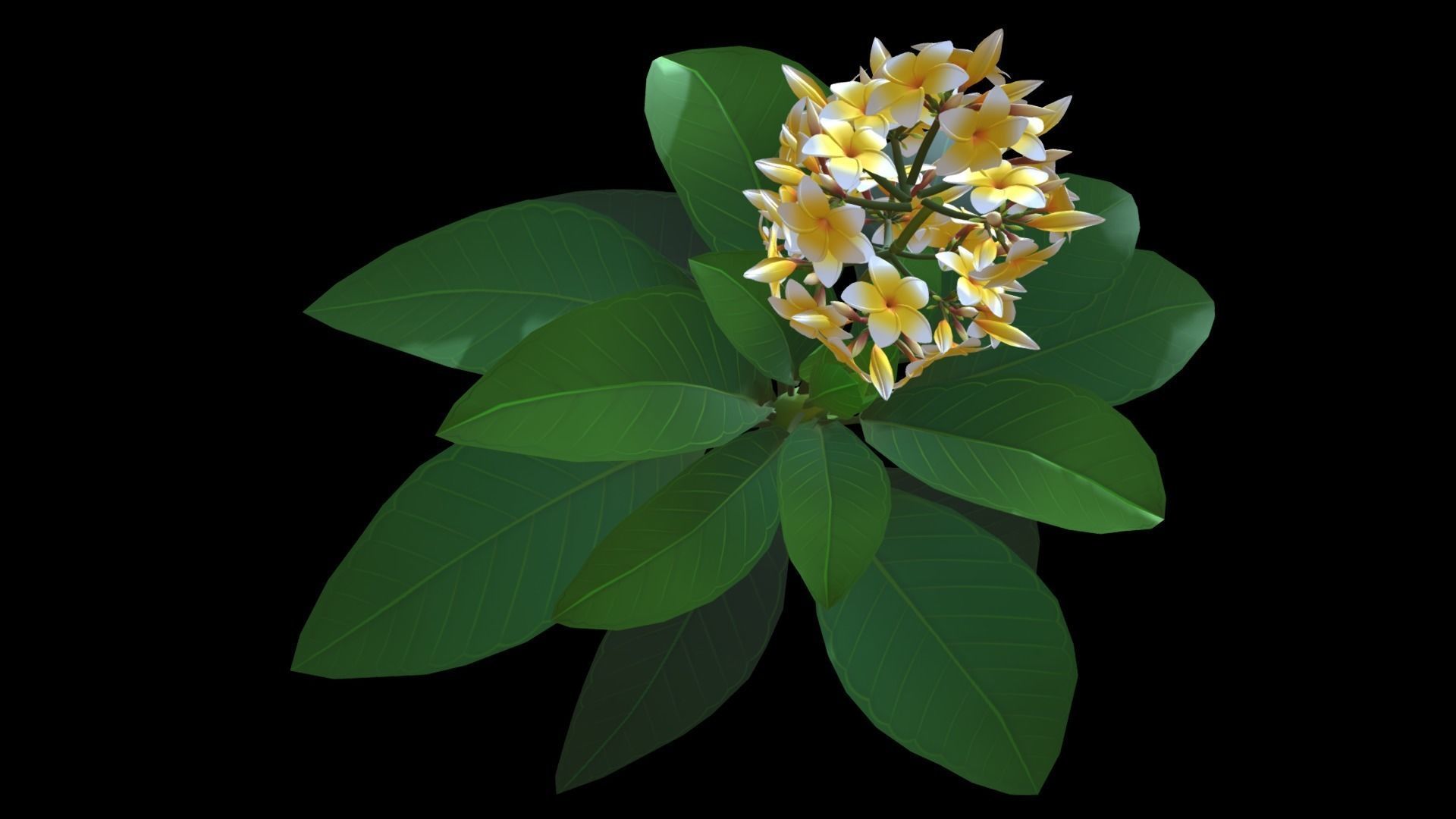 Plumeria Flower Low-poly 3D model_9