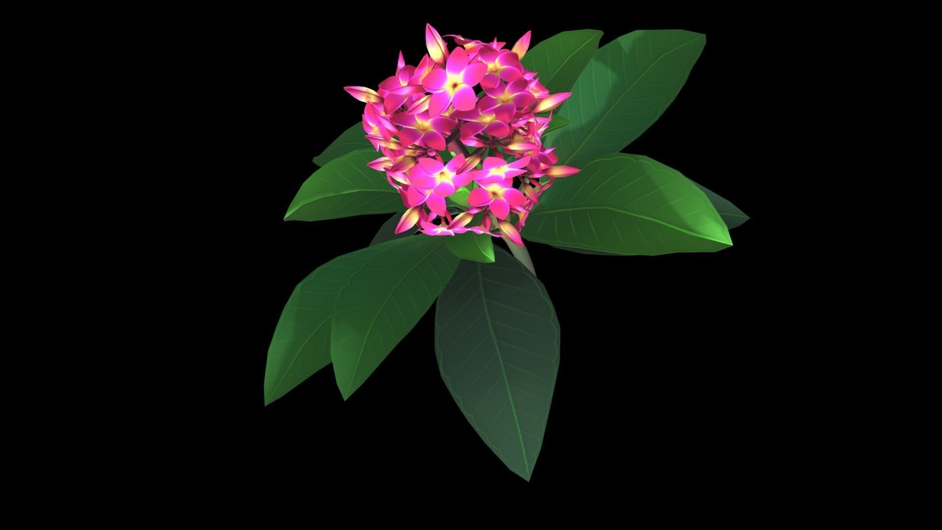 Plumeria Flower Low-poly 3D model_5