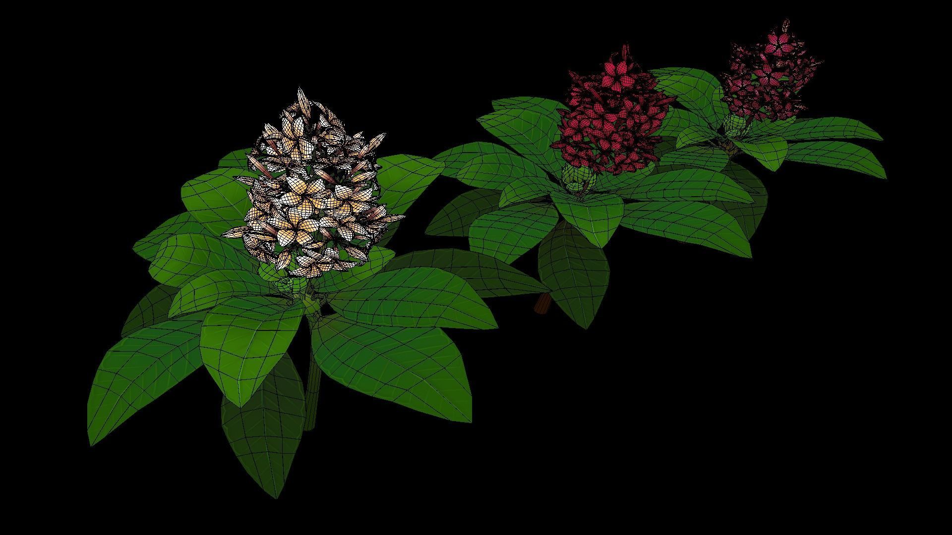 Plumeria Flower Low-poly 3D model_8