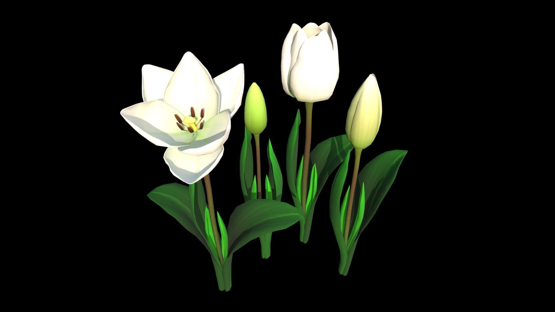 Flower Tullip Low-poly 3D model_5