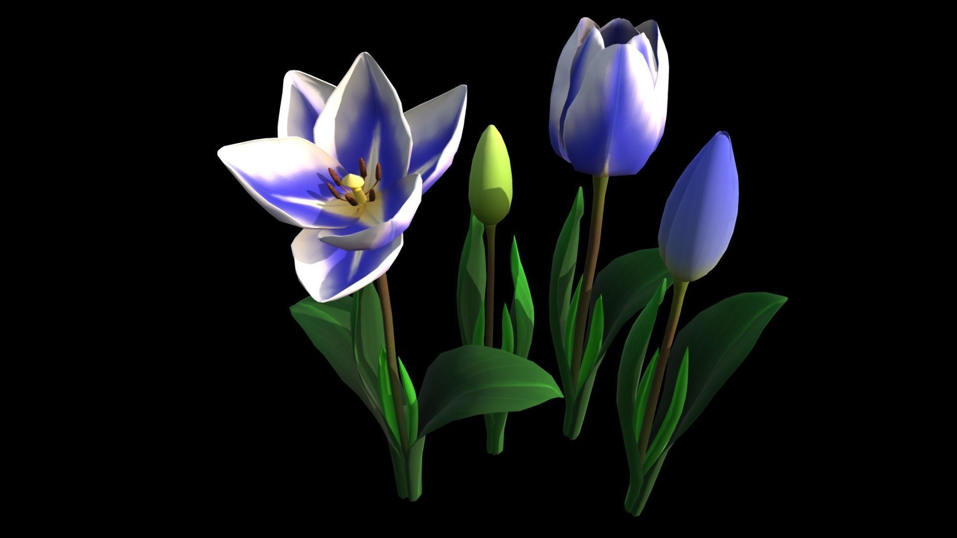 Flower Tullip Low-poly 3D model_7