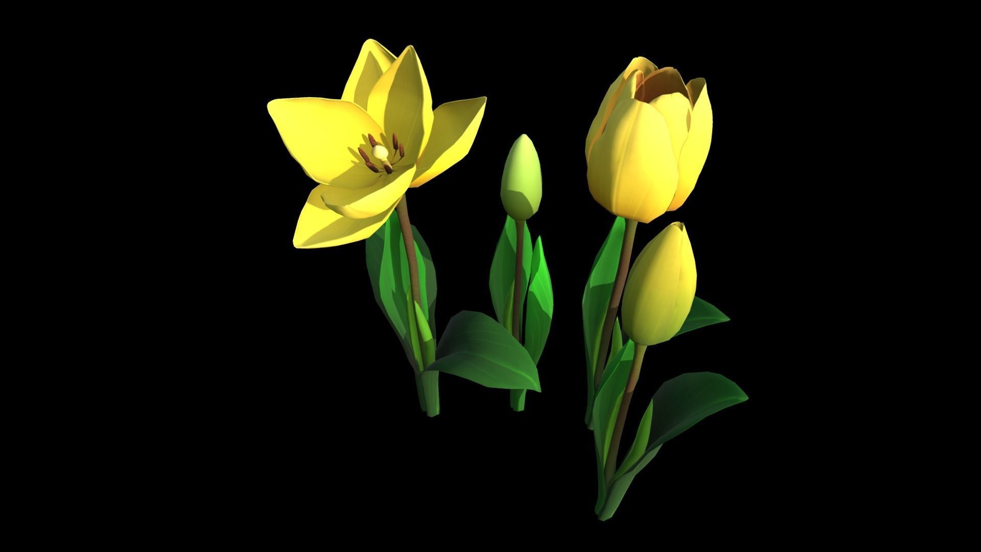 Flower Tullip Low-poly 3D model_6