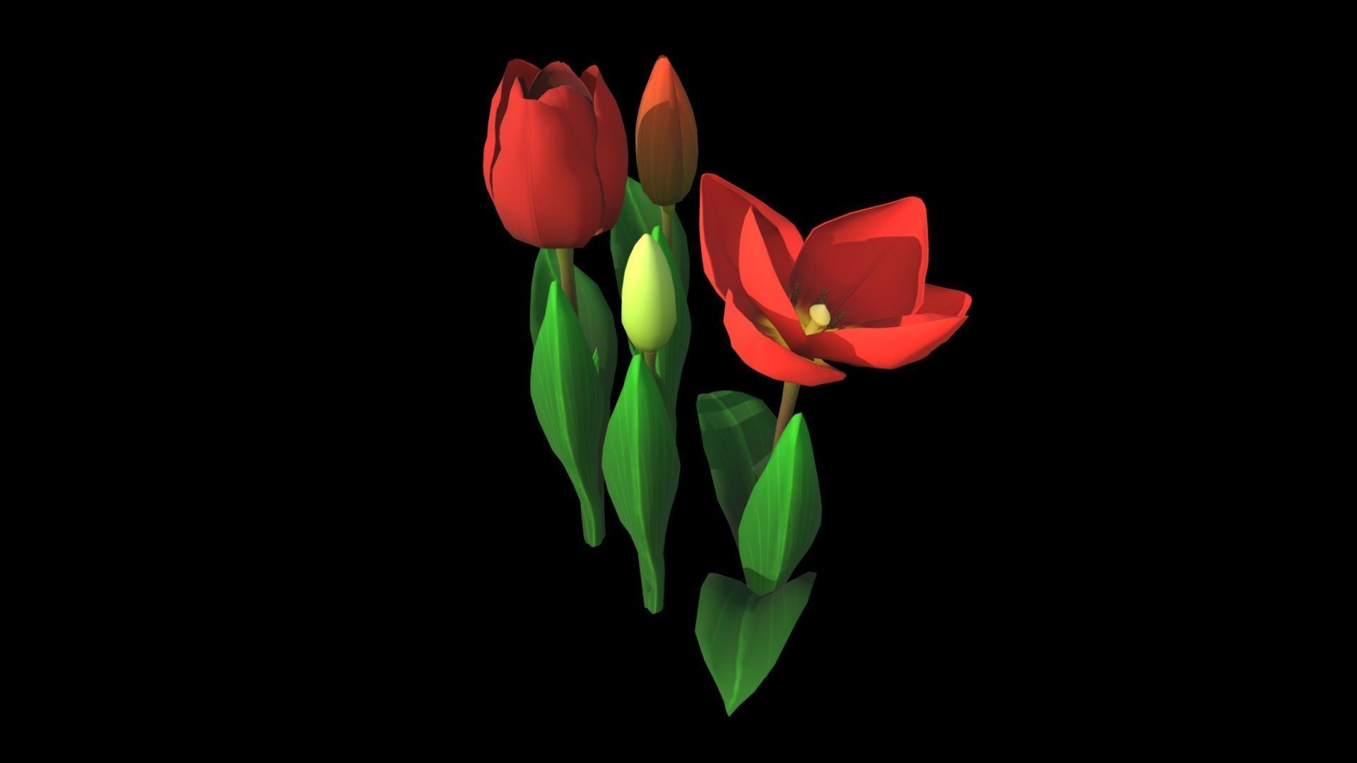 Flower Tullip Low-poly 3D model_3