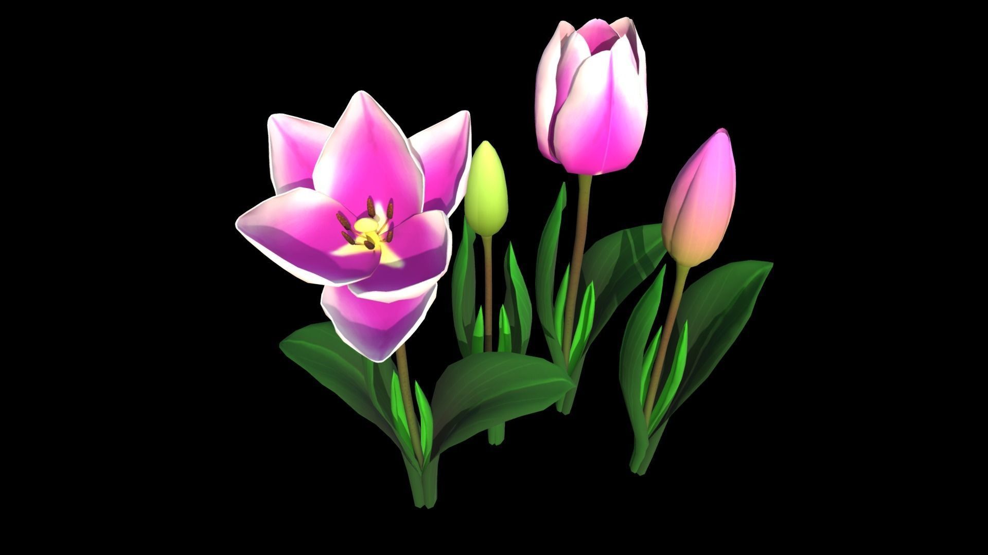 Flower Tullip Low-poly 3D model_4