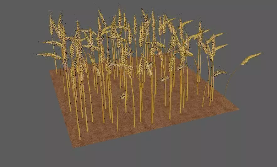 wheat Field 3D 3D model_0