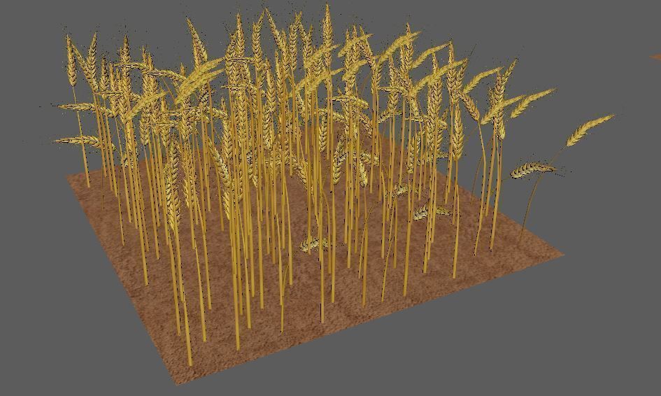 wheat Field 3D 3D model_1