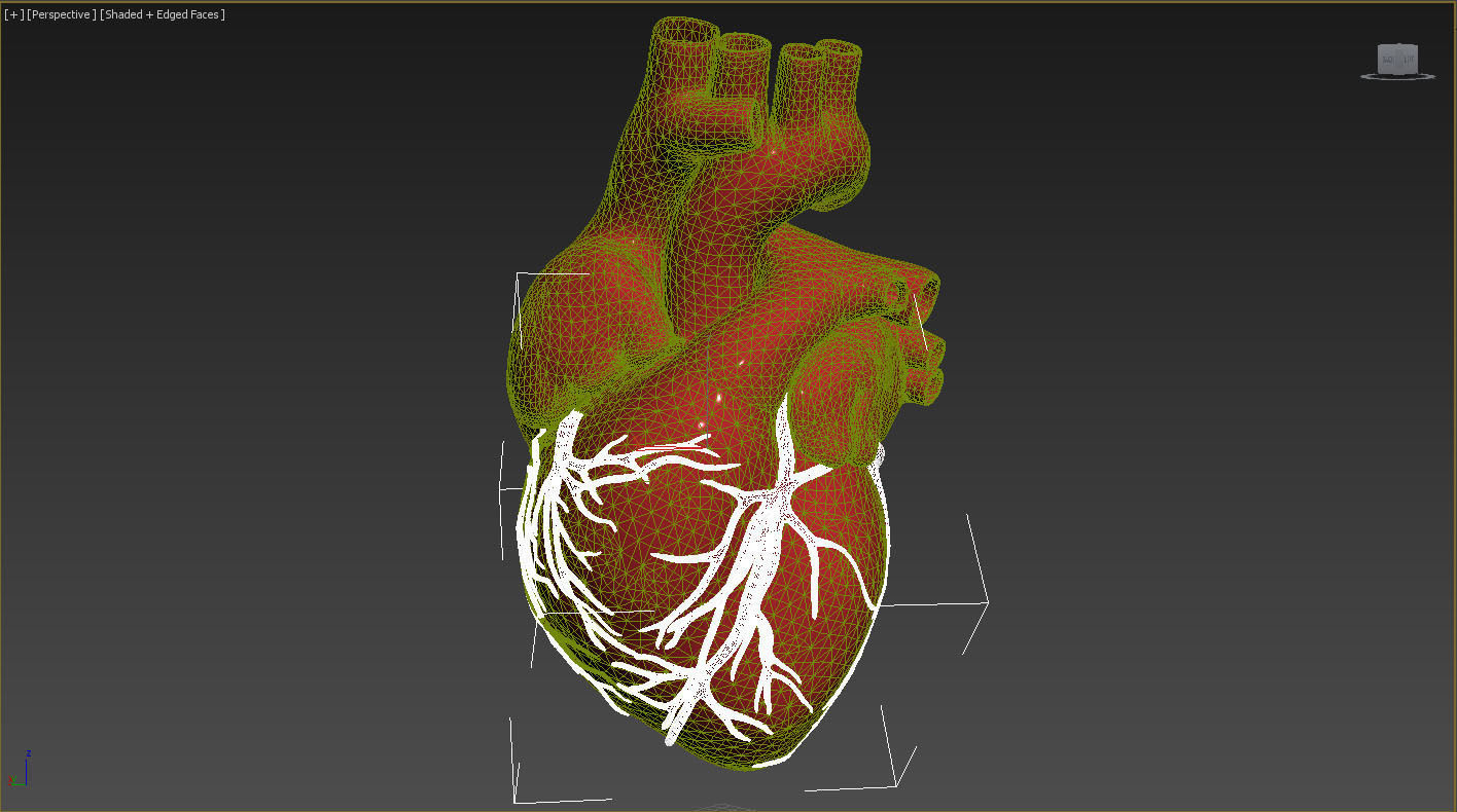 human heart  3D model_6