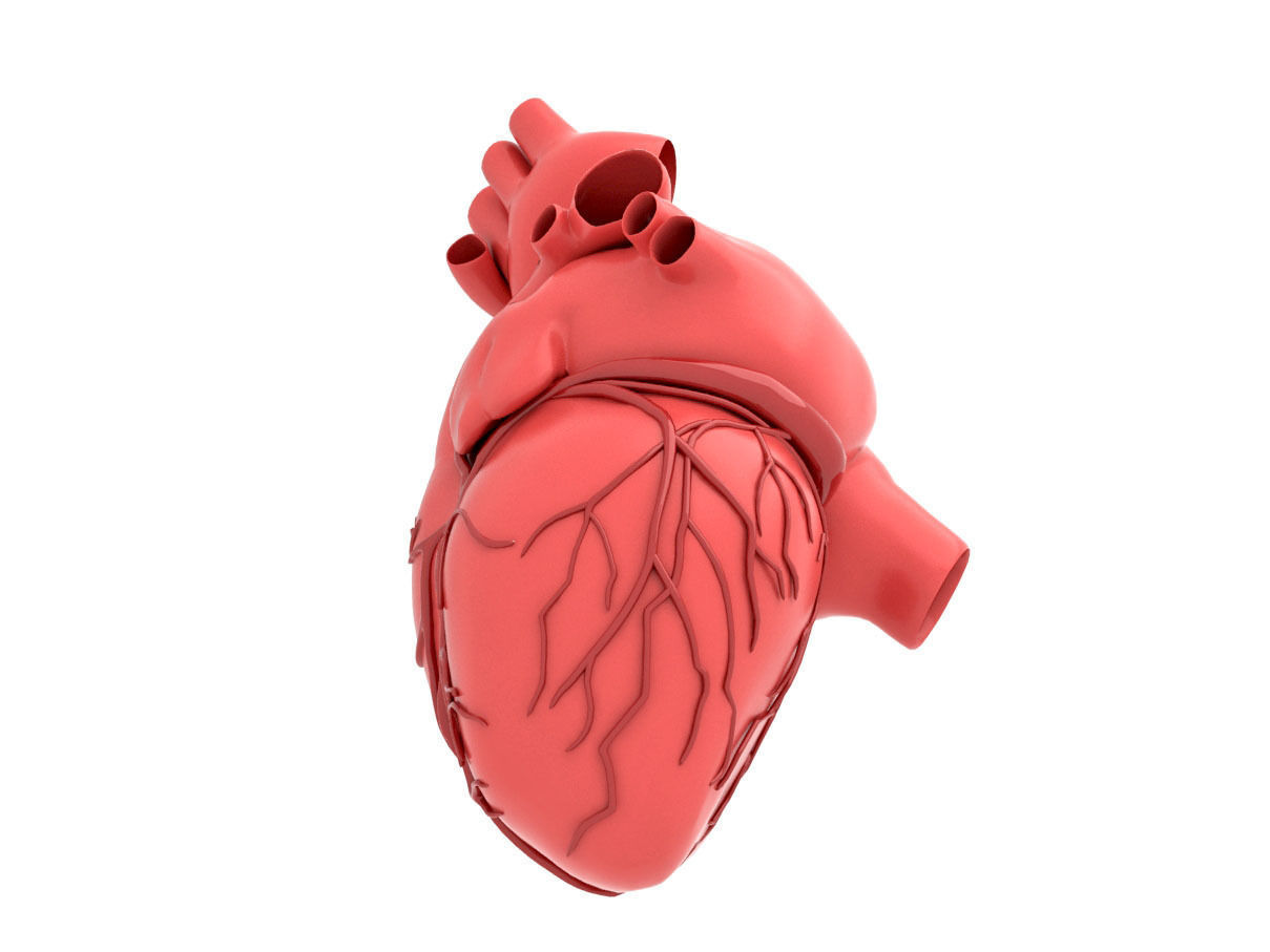 human heart  3D model_3