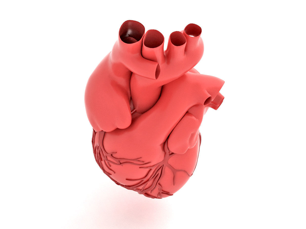 human heart  3D model_4