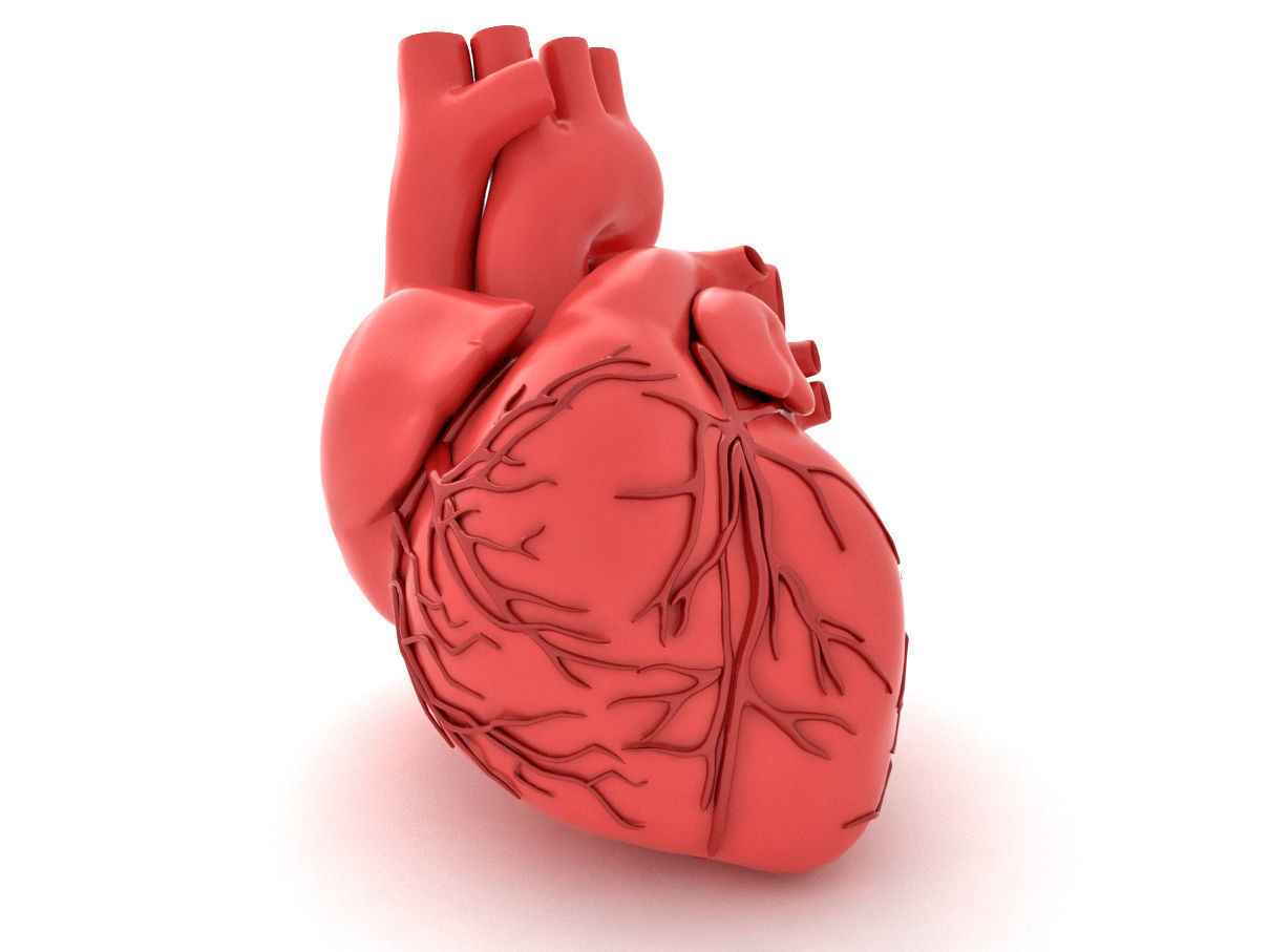 human heart  3D model_5