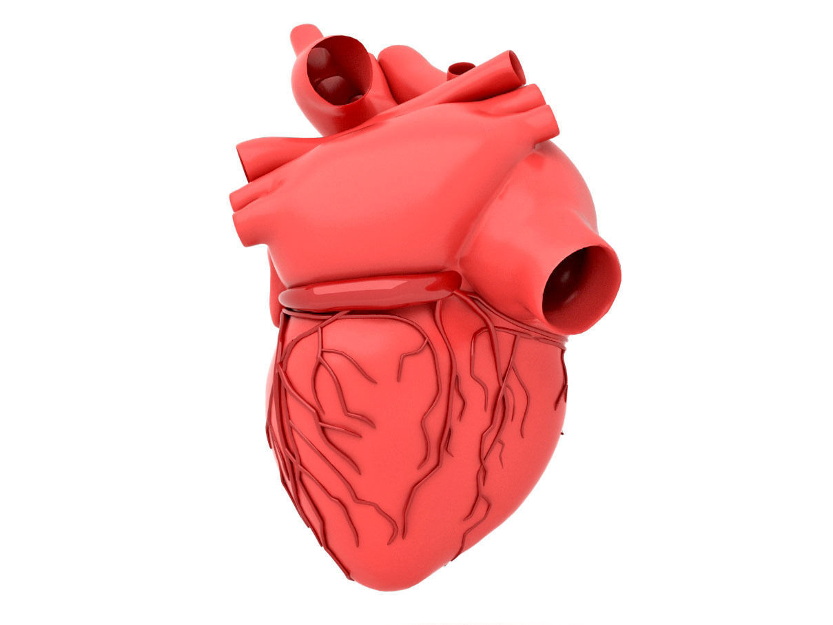human heart  3D model_1