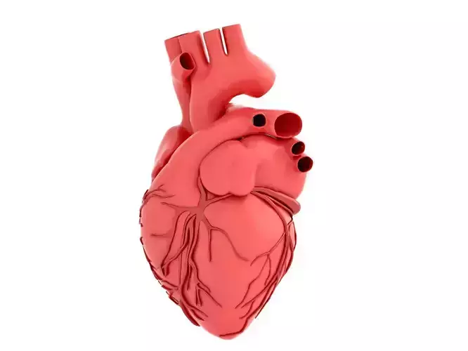 human heart  3D model