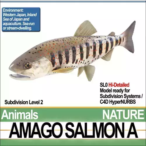 Amago Salmon A 3D model