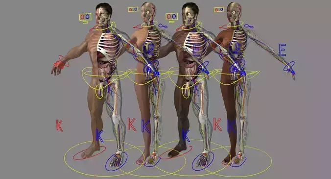 Ultimate Rigged Anatomy Combo 3D model