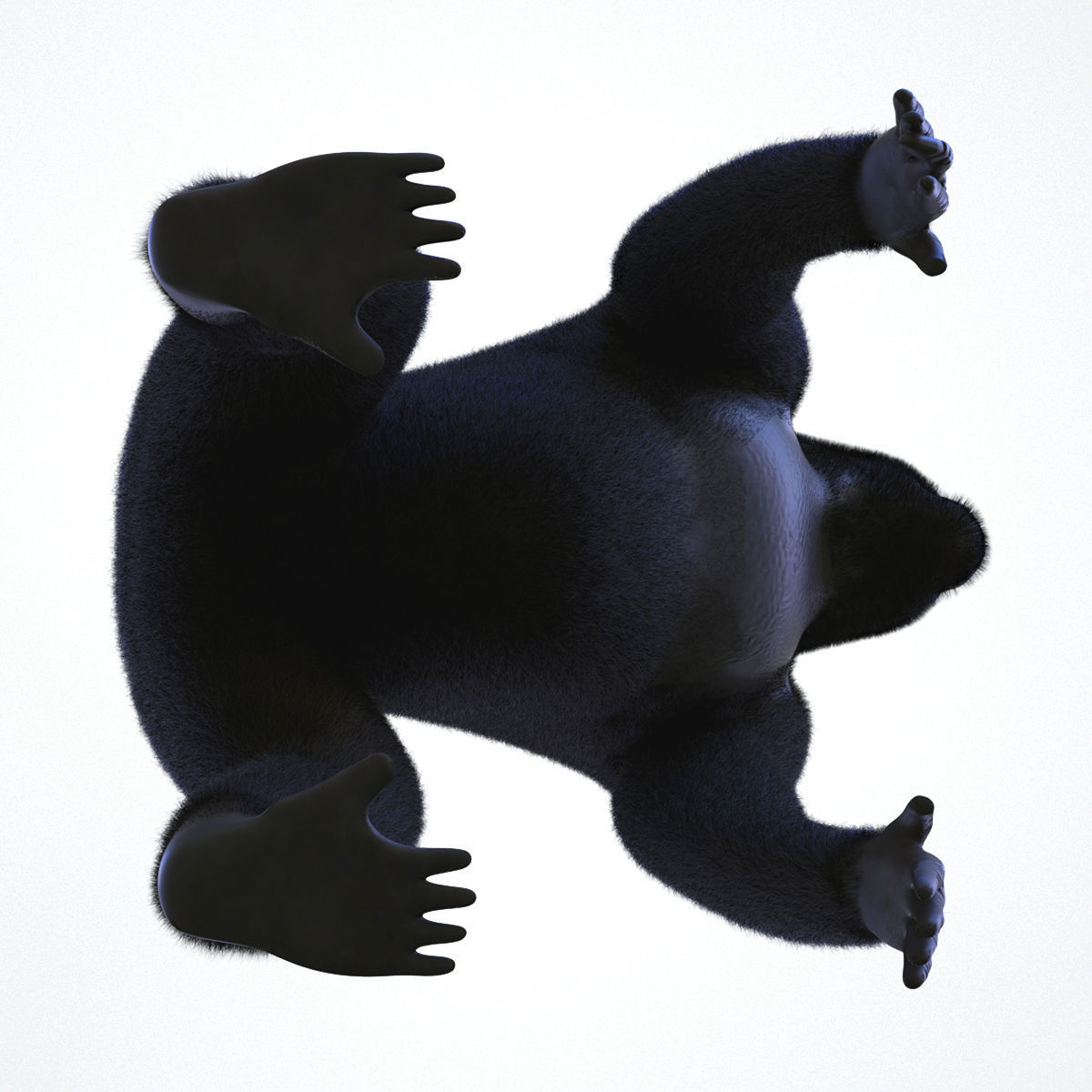 GORILLA 3D model_9