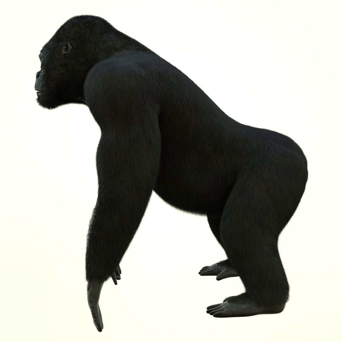 GORILLA 3D model_5
