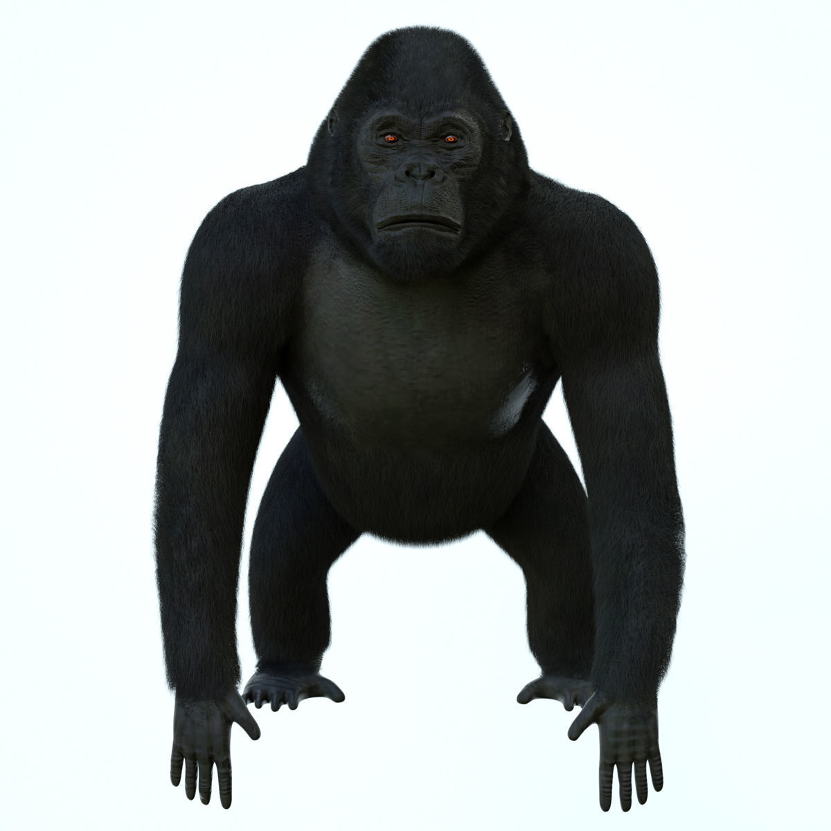 GORILLA 3D model_4