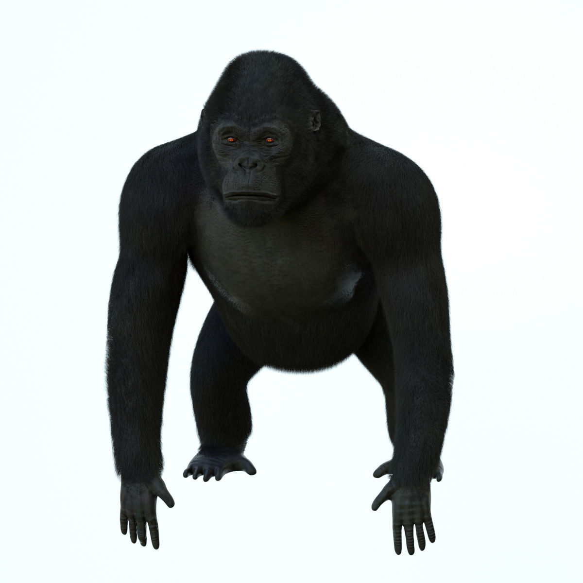GORILLA 3D model_3