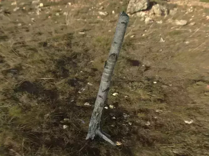 TreeTrunk2 wooden pole Low-poly 3D model