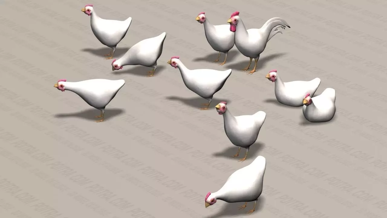 Chicken Ranch - Rooster and 9 Posed Hens - White  -  3D model_0