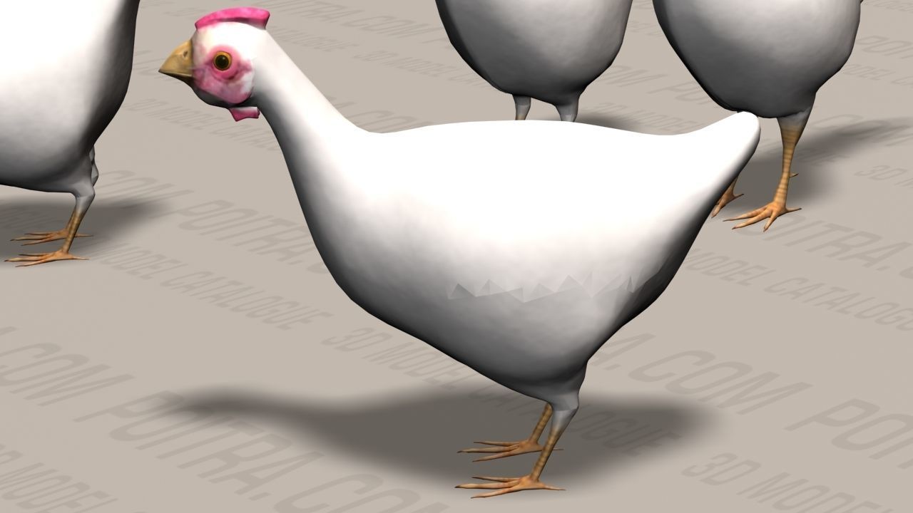 Chicken Ranch - Rooster and 9 Posed Hens - White  -  3D model_6