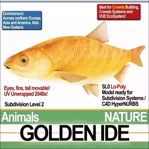 Golden Ide 3D model