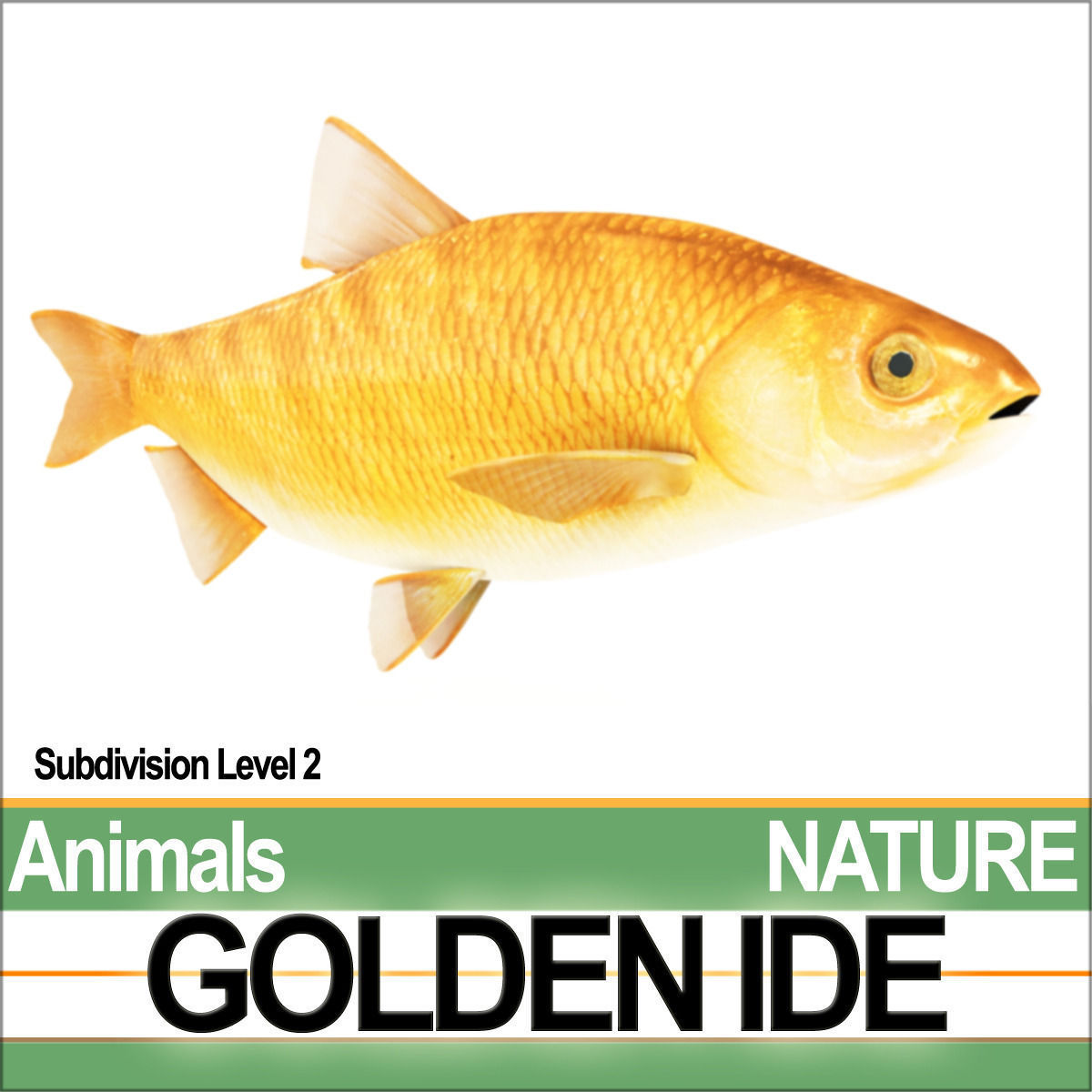 Golden Ide 3D model_1