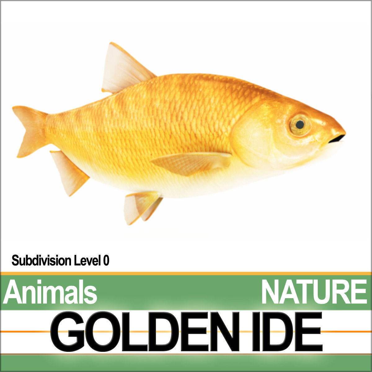 Golden Ide 3D model_3
