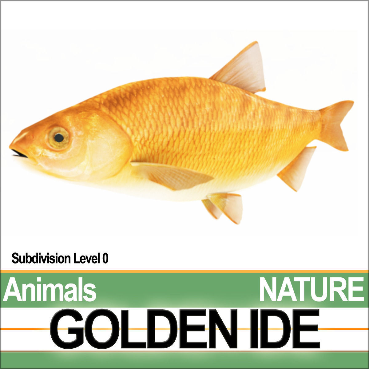 Golden Ide 3D model_2