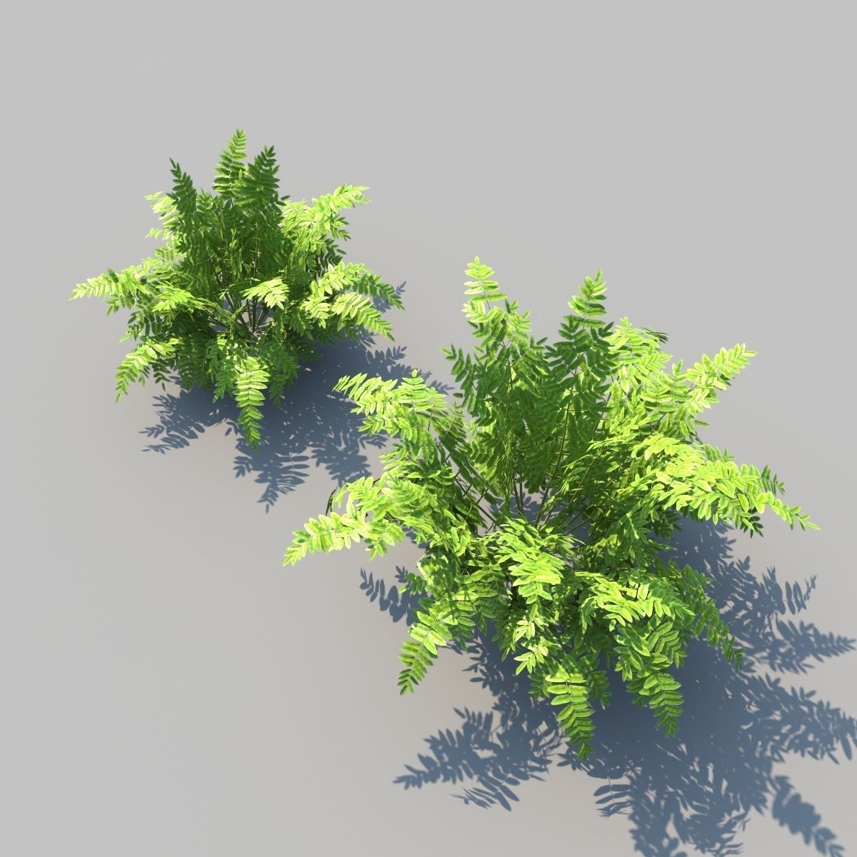 Autumn Fern A With Animation 3D model_5