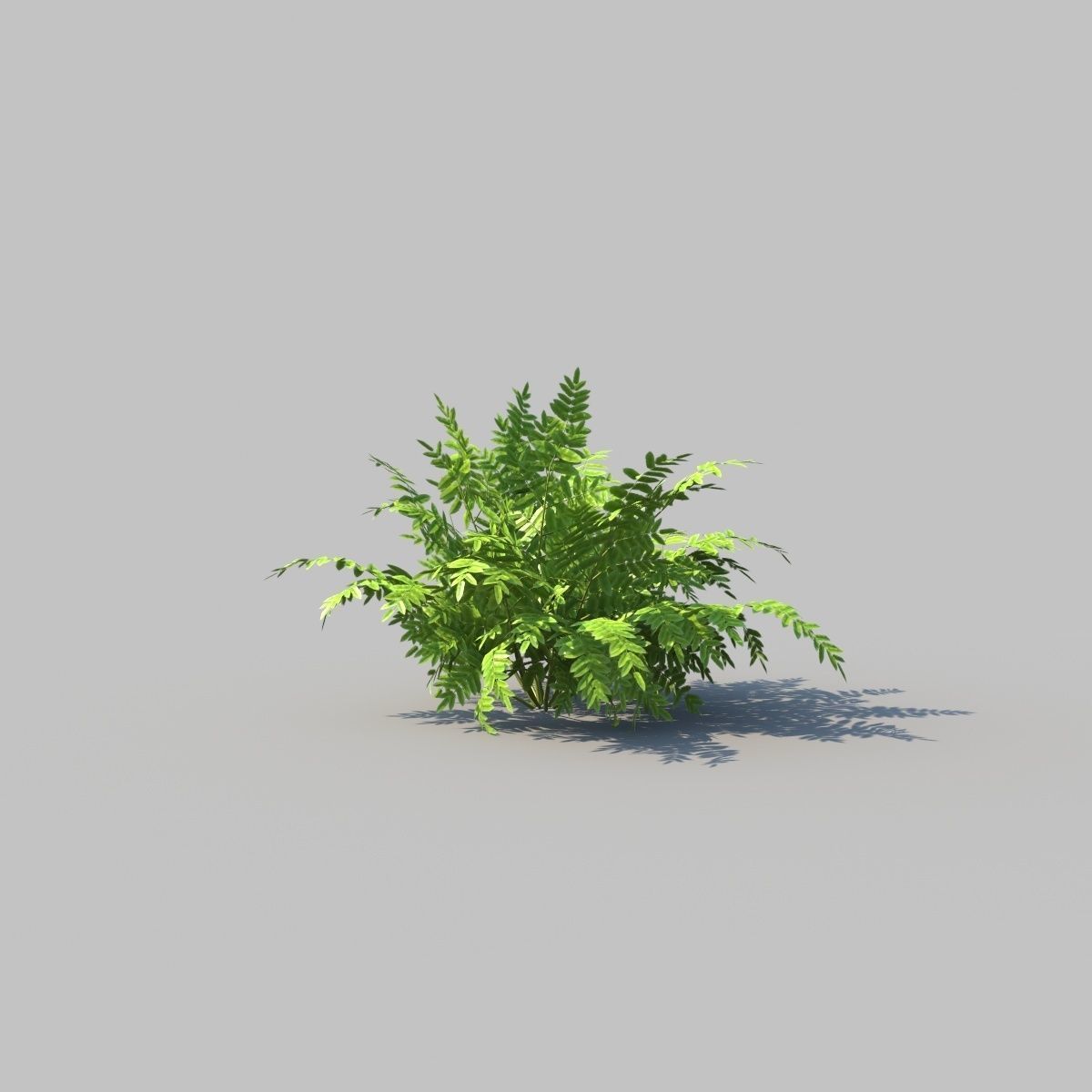 Autumn Fern A With Animation 3D model_4