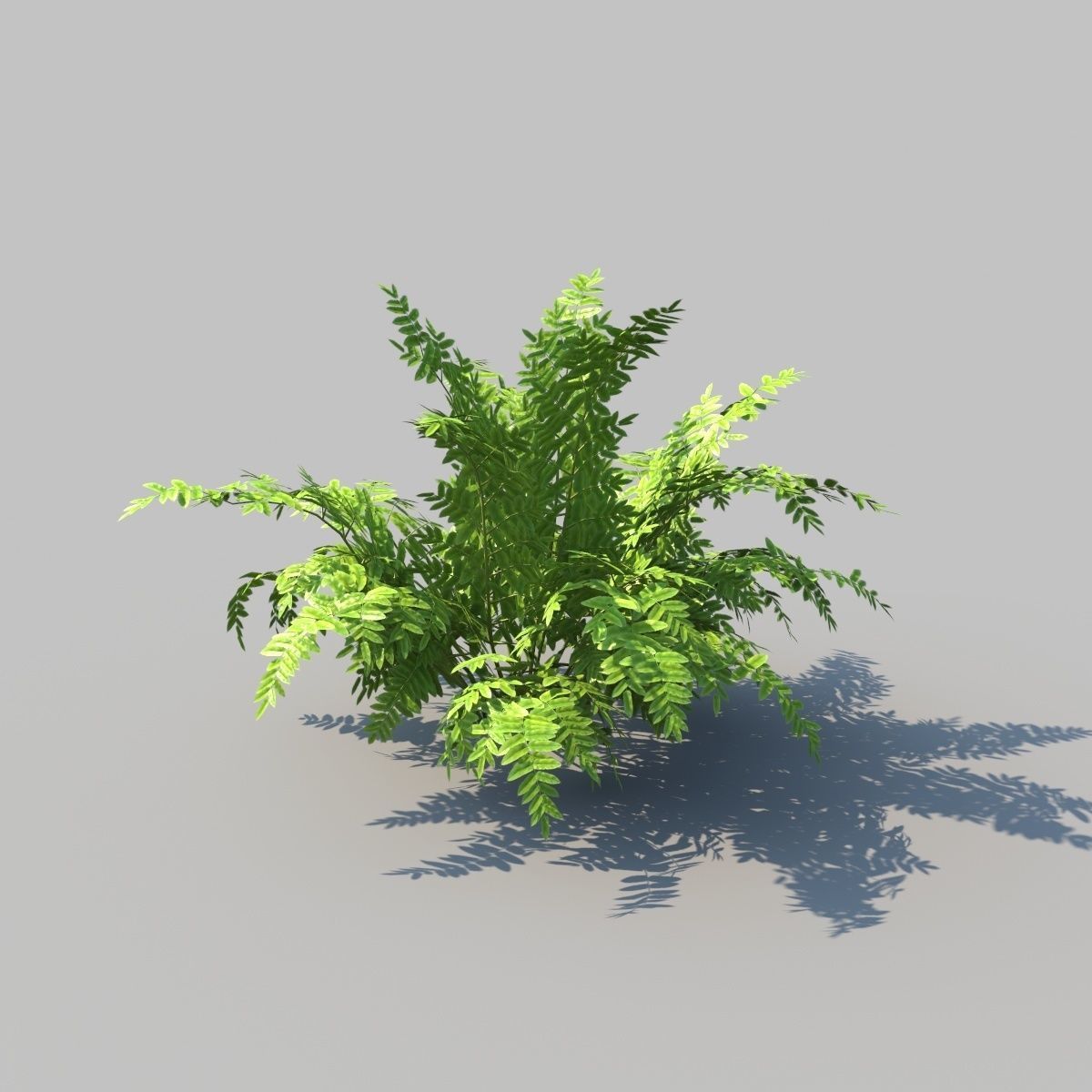 Autumn Fern A With Animation 3D model_3