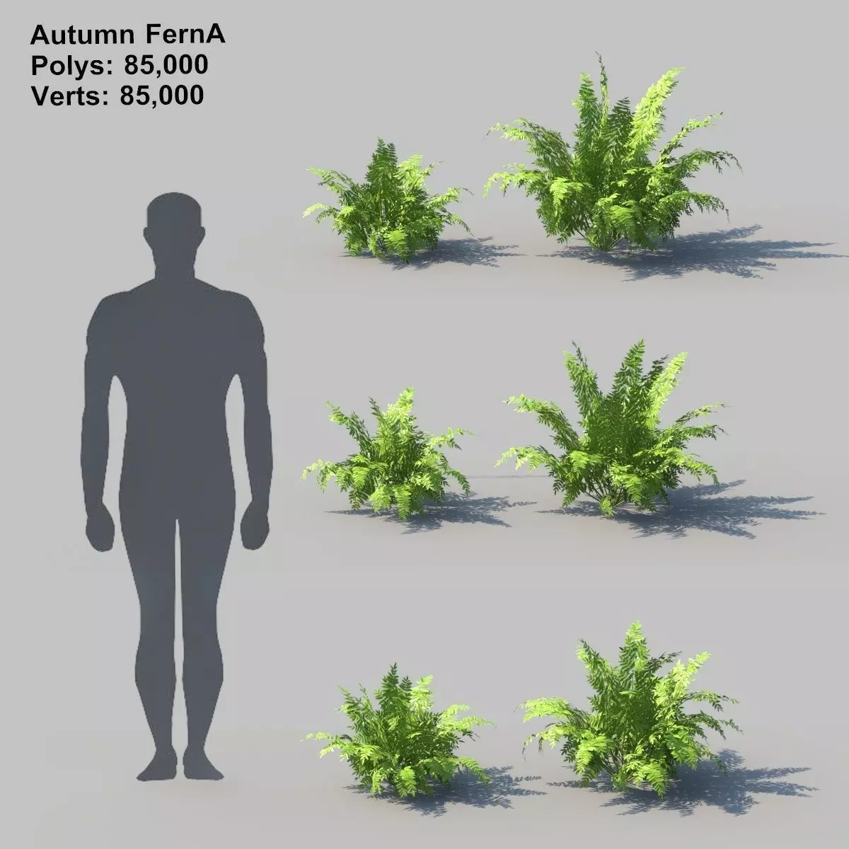 Autumn Fern A With Animation 3D model_0